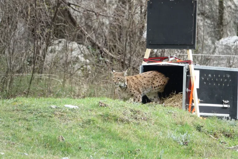 Upoznajte leoparda hrvatskih šuma: Velika zvijer jednom je već nestala, a znanstvenici je sada pokušavaju spasiti