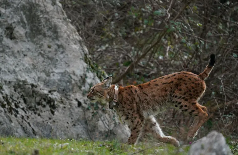 Upoznajte leoparda hrvatskih šuma: Velika zvijer jednom je već nestala, a znanstvenici je sada pokušavaju spasiti