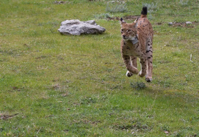 Upoznajte leoparda hrvatskih šuma: Velika zvijer jednom je već nestala, a znanstvenici je sada pokušavaju spasiti