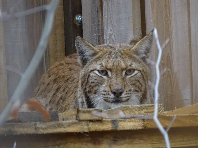 Upoznajte leoparda hrvatskih šuma: Velika zvijer jednom je već nestala, a znanstvenici je sada pokušavaju spasiti