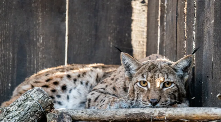Upoznajte leoparda hrvatskih šuma: Velika zvijer jednom je već nestala, a znanstvenici je sada pokušavaju spasiti