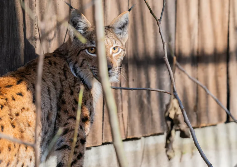Upoznajte leoparda hrvatskih šuma: Velika zvijer jednom je već nestala, a znanstvenici je sada pokušavaju spasiti