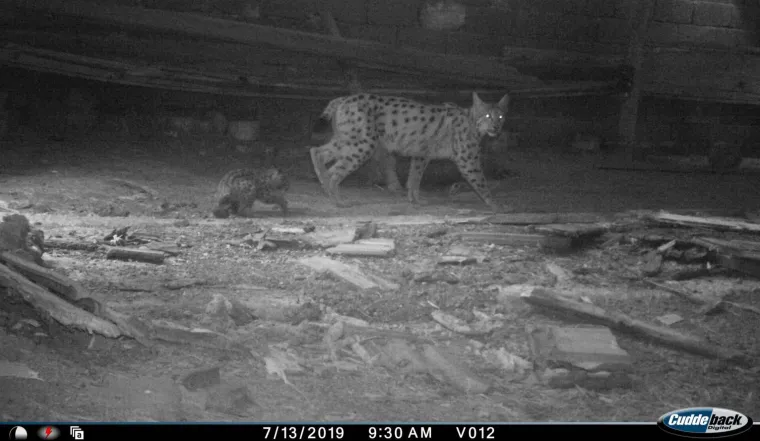 Upoznajte leoparda hrvatskih šuma: Velika zvijer jednom je već nestala, a znanstvenici je sada pokušavaju spasiti