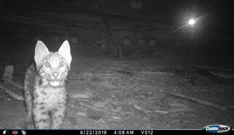 Upoznajte leoparda hrvatskih šuma: Velika zvijer jednom je već nestala, a znanstvenici je sada pokušavaju spasiti