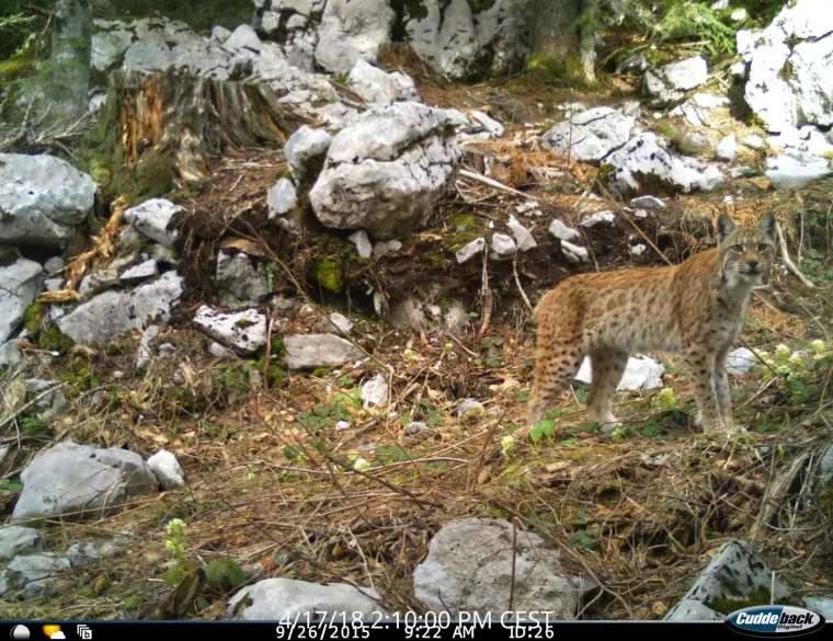 Upoznajte leoparda hrvatskih šuma: Velika zvijer jednom je već nestala, a znanstvenici je sada pokušavaju spasiti