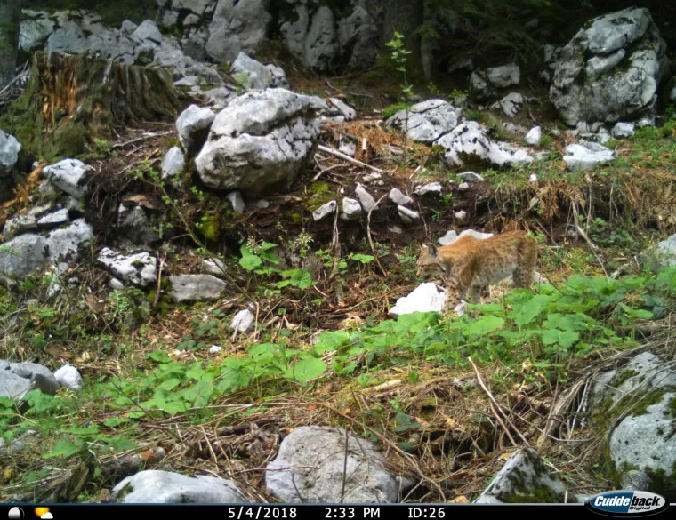 Upoznajte leoparda hrvatskih &scaron;uma: Velika zvijer jednom je već nestala, a znanstvenici je sada poku&scaron;avaju spasiti
