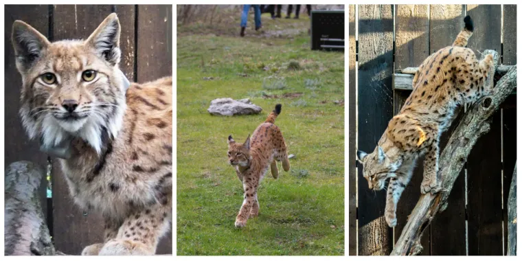 Upoznajte leoparda hrvatskih &scaron;uma: Velika zvijer jednom je već nestala, a znanstvenici je sada poku&scaron;avaju spasiti