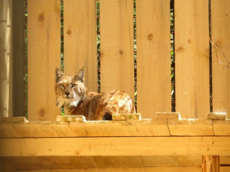 Upoznajte leoparda hrvatskih &scaron;uma: Velika zvijer jednom je već nestala, a znanstvenici je sada poku&scaron;avaju spasiti