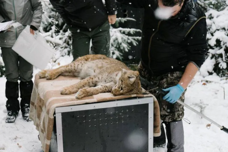 Upoznajte leoparda hrvatskih &scaron;uma: Velika zvijer jednom je već nestala, a znanstvenici je sada poku&scaron;avaju spasiti