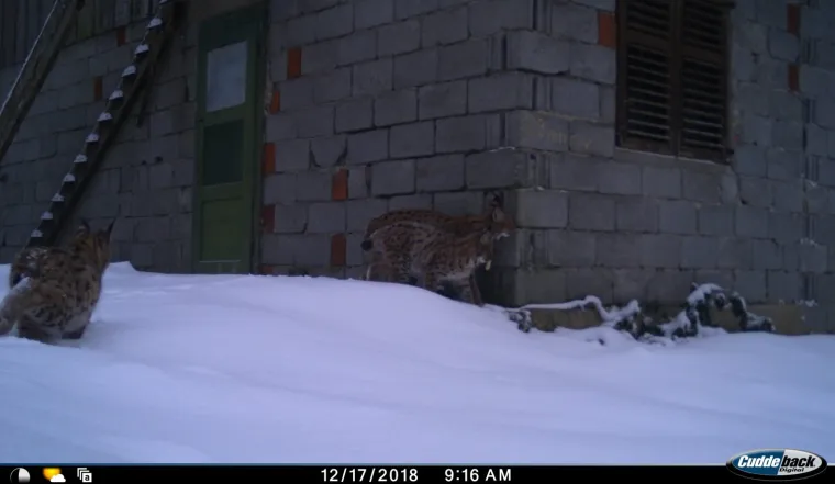 Upoznajte leoparda hrvatskih &scaron;uma: Velika zvijer jednom je već nestala, a znanstvenici je sada poku&scaron;avaju spasiti