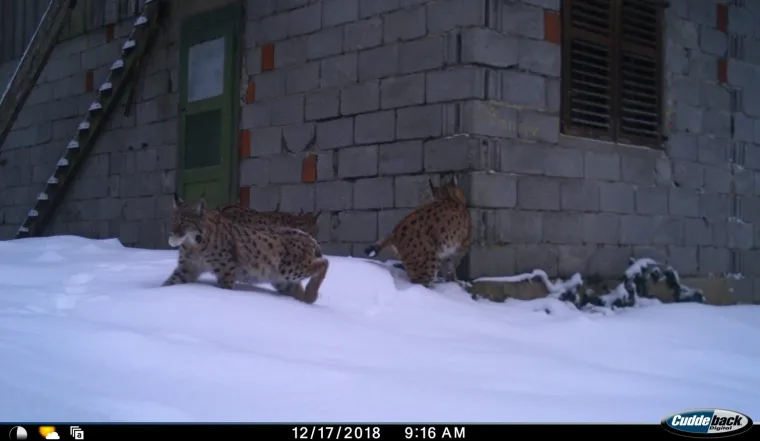 Upoznajte leoparda hrvatskih &scaron;uma: Velika zvijer jednom je već nestala, a znanstvenici je sada poku&scaron;avaju spasiti