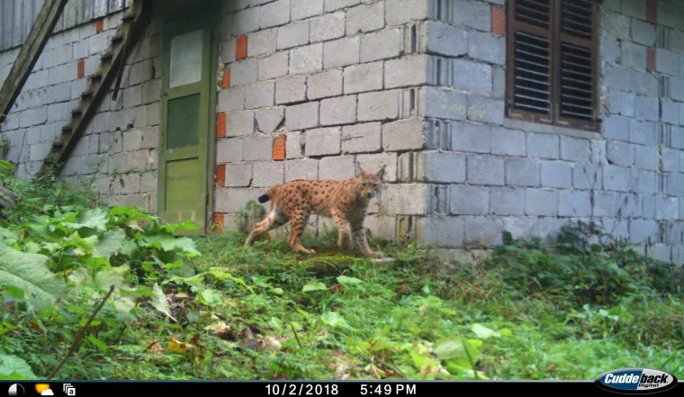 Upoznajte leoparda hrvatskih &scaron;uma: Velika zvijer jednom je već nestala, a znanstvenici je sada poku&scaron;avaju spasiti