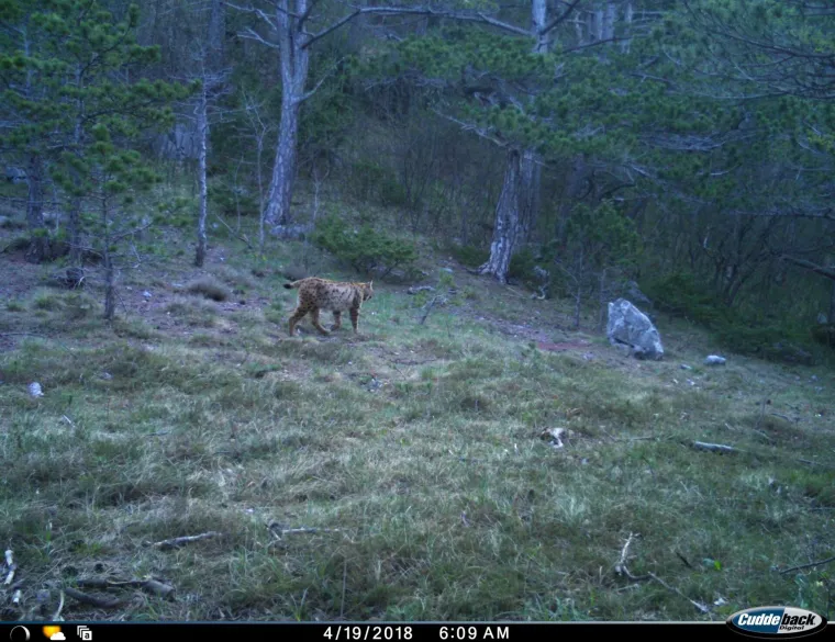 Upoznajte leoparda hrvatskih &scaron;uma: Velika zvijer jednom je već nestala, a znanstvenici je sada poku&scaron;avaju spasiti
