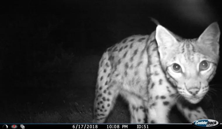 Upoznajte leoparda hrvatskih &scaron;uma: Velika zvijer jednom je već nestala, a znanstvenici je sada poku&scaron;avaju spasiti