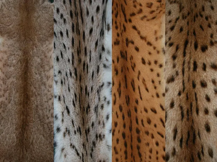 Upoznajte leoparda hrvatskih &scaron;uma: Velika zvijer jednom je već nestala, a znanstvenici je sada poku&scaron;avaju spasiti