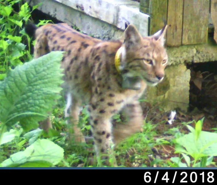 Upoznajte leoparda hrvatskih &scaron;uma: Velika zvijer jednom je već nestala, a znanstvenici je sada poku&scaron;avaju spasiti