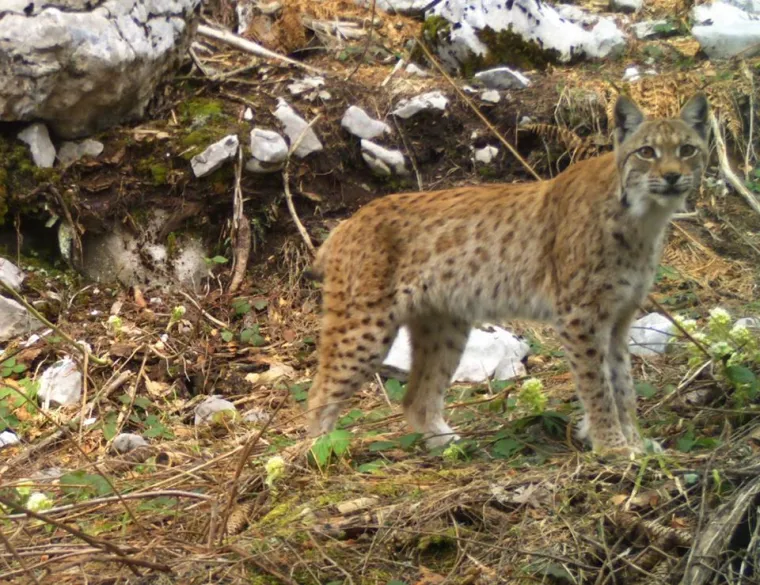 Upoznajte leoparda hrvatskih &scaron;uma: Velika zvijer jednom je već nestala, a znanstvenici je sada poku&scaron;avaju spasiti