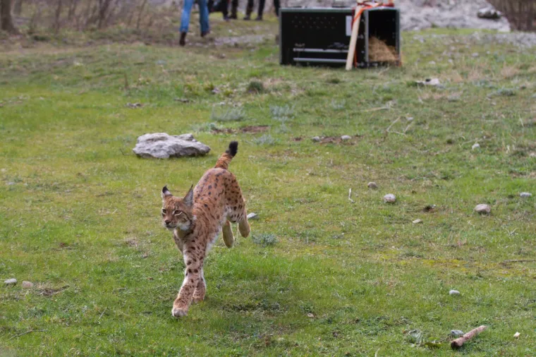 Upoznajte leoparda hrvatskih &scaron;uma: Velika zvijer jednom je već nestala, a znanstvenici je sada poku&scaron;avaju spasiti