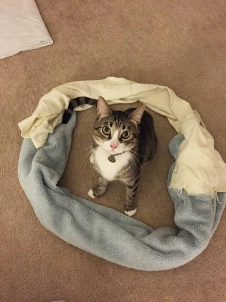 PRONA&Scaron;LI SMO NOVI 'BUG' U PROGRAMU MAČAKA: Urnebesno je kako se pona&scaron;aju kada vide geometrijski lik na podu