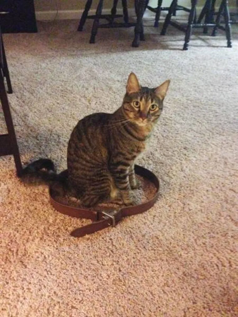 PRONA&Scaron;LI SMO NOVI 'BUG' U PROGRAMU MAČAKA: Urnebesno je kako se pona&scaron;aju kada vide geometrijski lik na podu