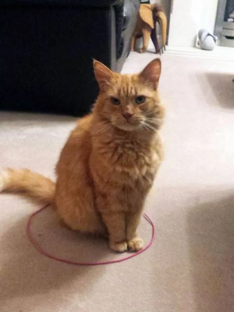 PRONA&Scaron;LI SMO NOVI 'BUG' U PROGRAMU MAČAKA: Urnebesno je kako se pona&scaron;aju kada vide geometrijski lik na podu