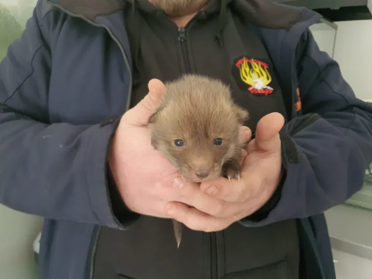 Ovo će vam razgaliti srce! Četiri malene lisice spa&scaron;ene kod Zagreba u posljednji čas