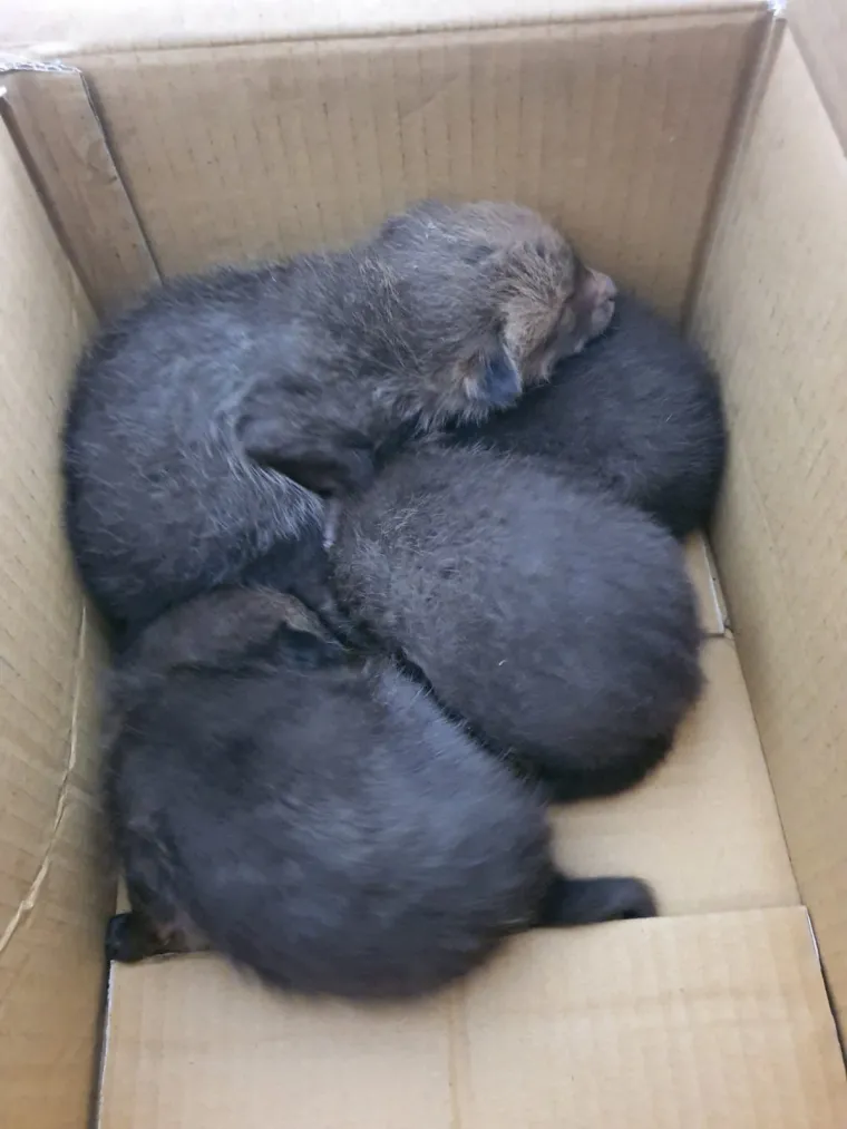 Ovo će vam razgaliti srce! Četiri malene lisice spa&scaron;ene kod Zagreba u posljednji čas