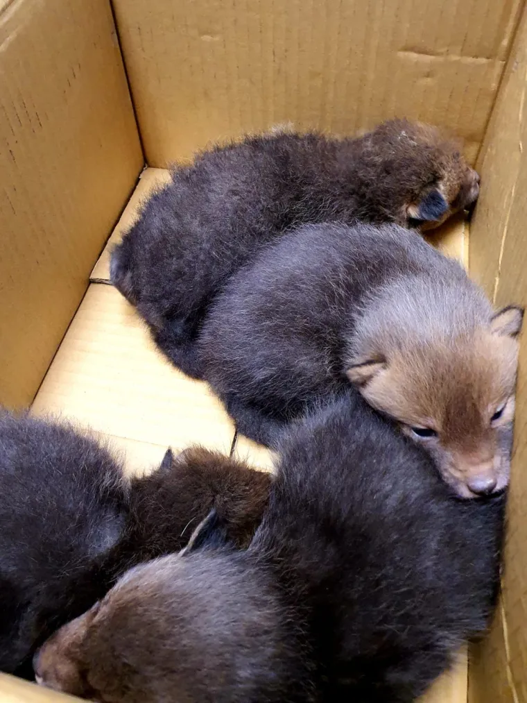 Ovo će vam razgaliti srce! Četiri malene lisice spa&scaron;ene kod Zagreba u posljednji čas