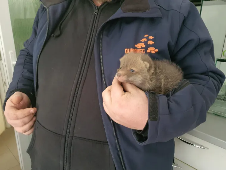 Ovo će vam razgaliti srce! Četiri malene lisice spa&scaron;ene kod Zagreba u posljednji čas