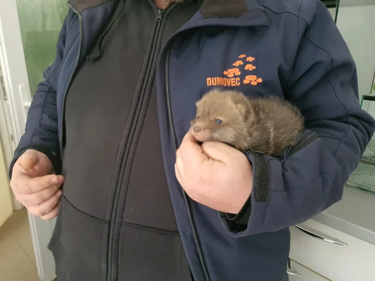 Ovo će vam razgaliti srce! Četiri malene lisice spa&scaron;ene kod Zagreba u posljednji čas