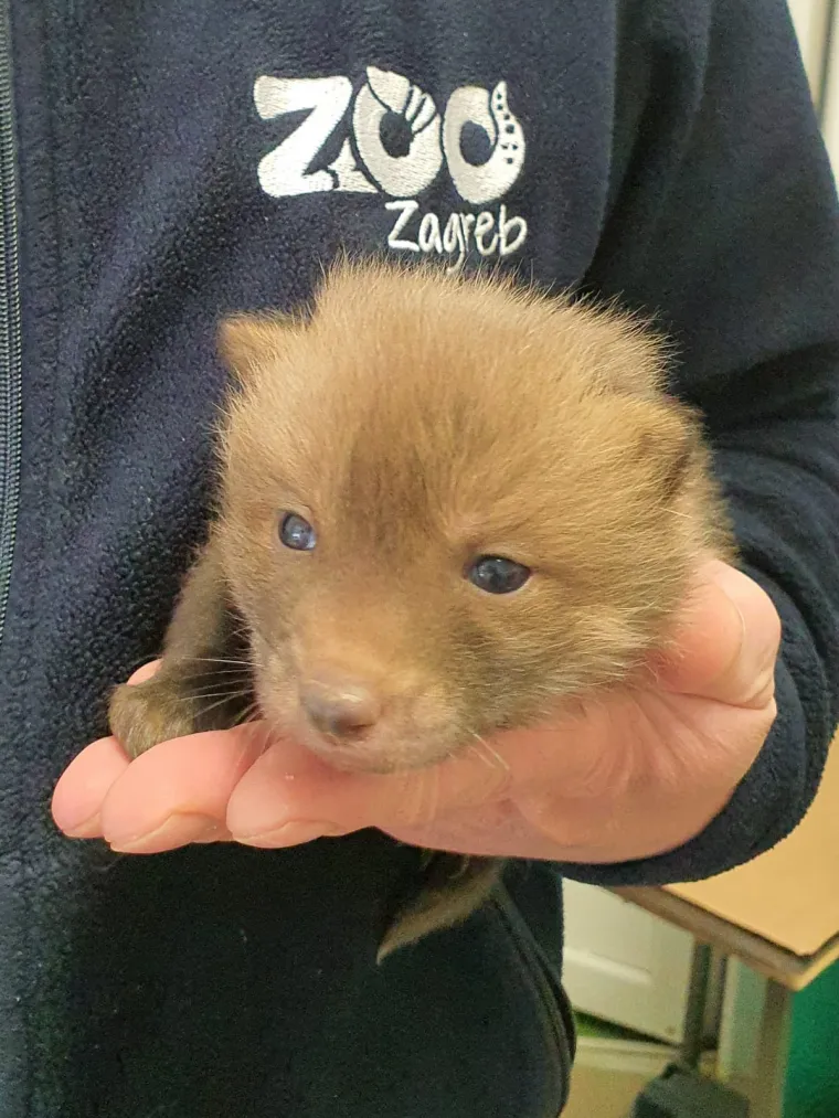 Ovo će vam razgaliti srce! Četiri malene lisice spa&scaron;ene kod Zagreba u posljednji čas