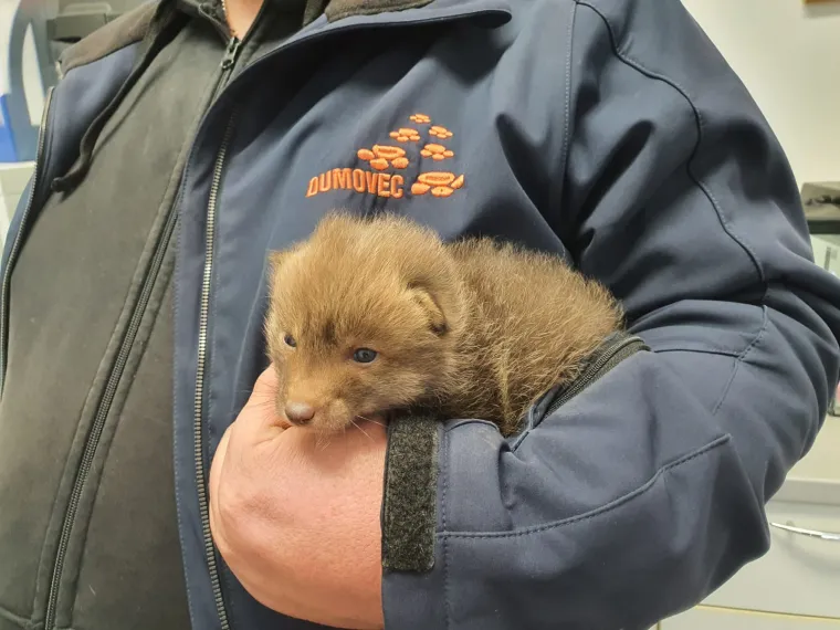 Ovo će vam razgaliti srce! Četiri malene lisice spa&scaron;ene kod Zagreba u posljednji čas