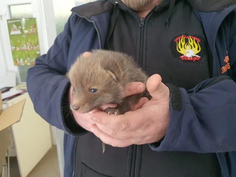 Ovo će vam razgaliti srce! Četiri malene lisice spa&scaron;ene kod Zagreba u posljednji čas