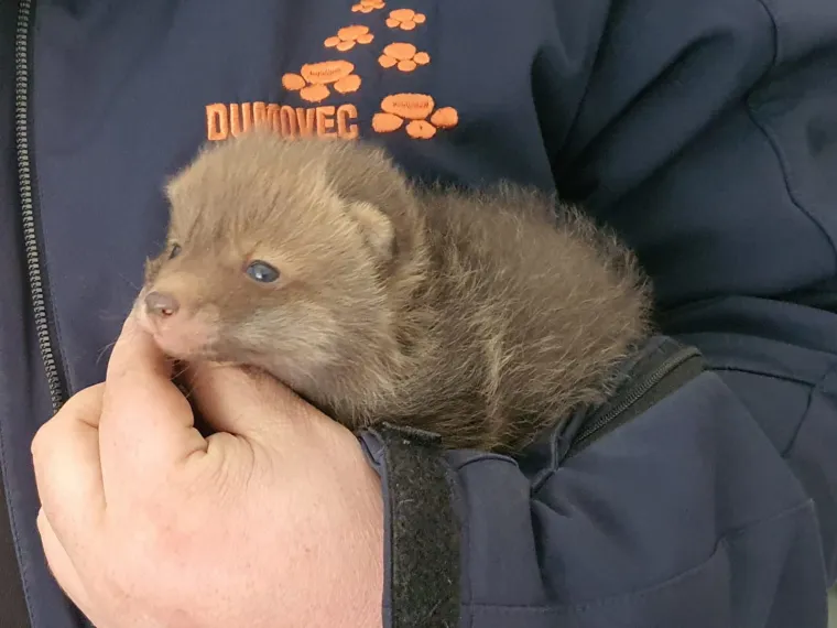 Ovo će vam razgaliti srce! Četiri malene lisice spa&scaron;ene kod Zagreba u posljednji čas