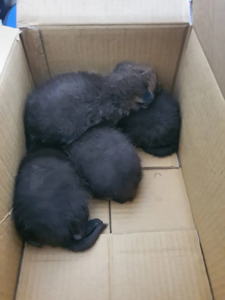 Ovo će vam razgaliti srce! Četiri malene lisice spa&scaron;ene kod Zagreba u posljednji čas