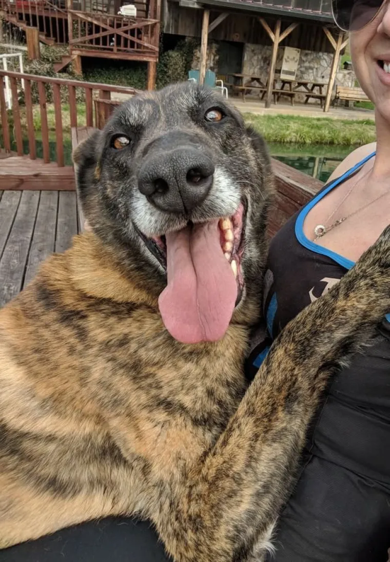 ISKORI&Scaron;TAVAJU PSE ZA LAJKOVE: Sasvim nepotrebno jer i obline koje pr&scaron;te na sve strane jamče sasvim dovoljno pregleda