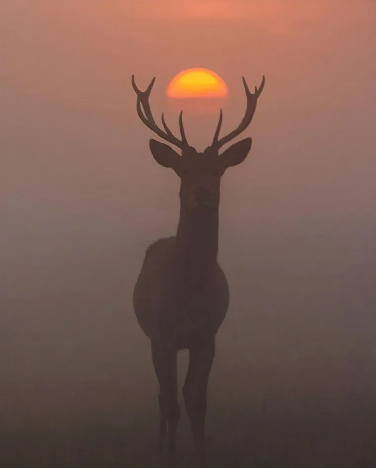 DA SU FOTKALI SEKUNDU KASNIJE, KAJALI BI SE DO KRAJA ŽIVOTA: Dobar tajming daje genijalne rezultate