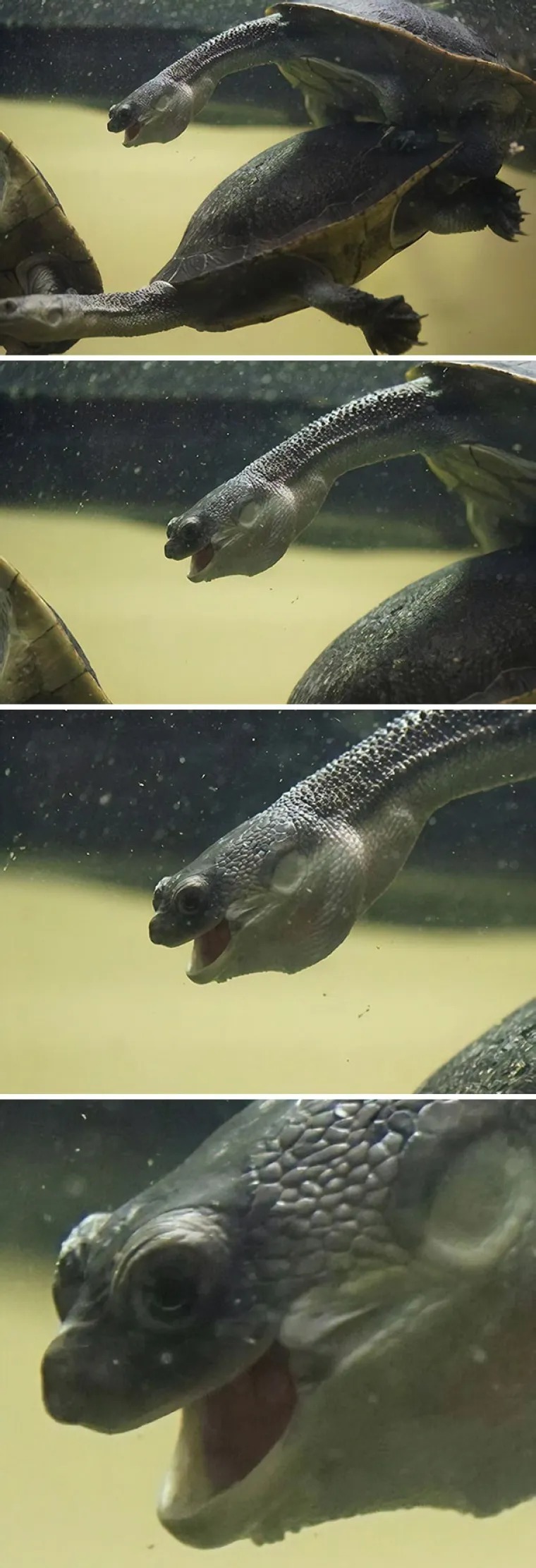 DA SU FOTKALI SEKUNDU KASNIJE, KAJALI BI SE DO KRAJA ŽIVOTA: Dobar tajming daje genijalne rezultate