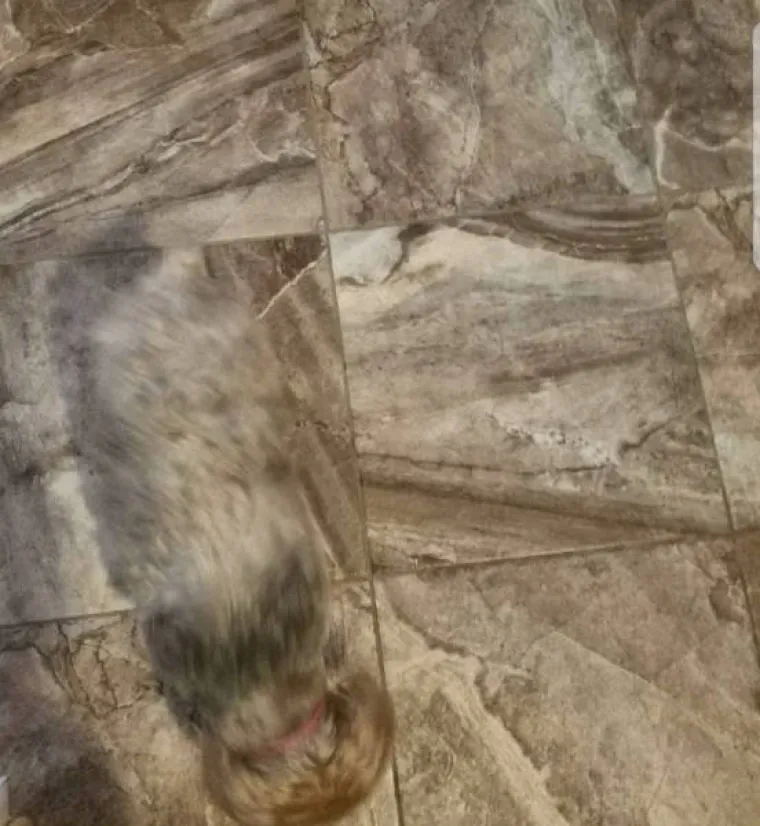 OVI PRIZORI ĆE VAS DOBRO PREVESLATI: Dobro ih pogledajte jer vas oči mogu vrlo lako prevariti