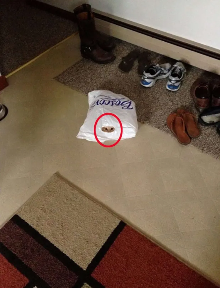 NI ONI NAJO&Scaron;TRIJEG OKA NE MOGU OVDJE PRONAĆI MAČKE: Ekipa dijeli fotografije nevjerojatnih mjesta gdje su se sakrile