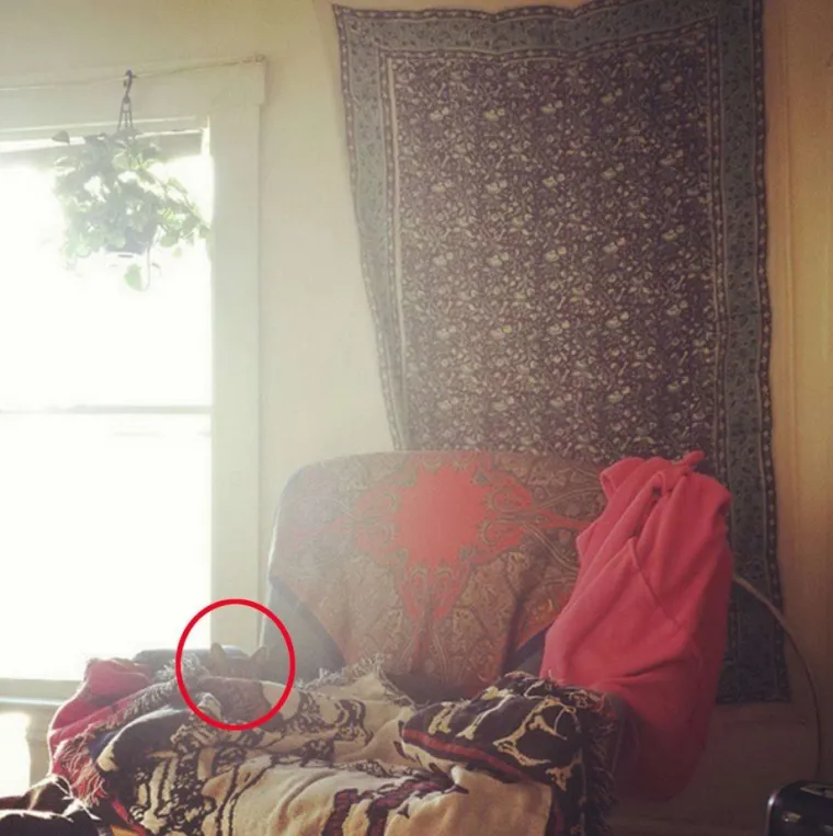 NI ONI NAJO&Scaron;TRIJEG OKA NE MOGU OVDJE PRONAĆI MAČKE: Ekipa dijeli fotografije nevjerojatnih mjesta gdje su se sakrile