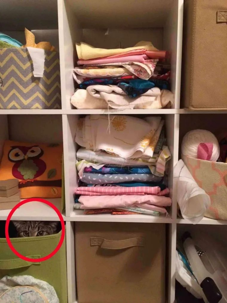 NI ONI NAJO&Scaron;TRIJEG OKA NE MOGU OVDJE PRONAĆI MAČKE: Ekipa dijeli fotografije nevjerojatnih mjesta gdje su se sakrile