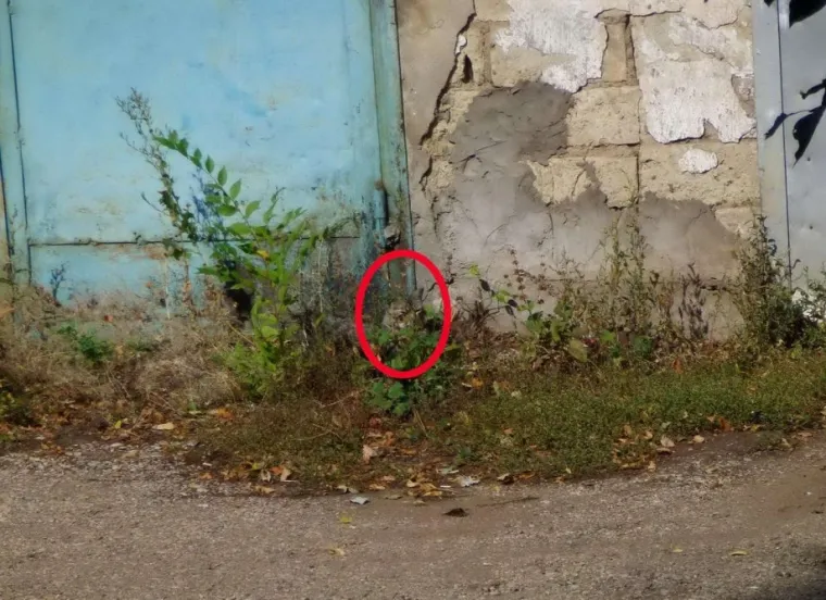 NI ONI NAJO&Scaron;TRIJEG OKA NE MOGU OVDJE PRONAĆI MAČKE: Ekipa dijeli fotografije nevjerojatnih mjesta gdje su se sakrile