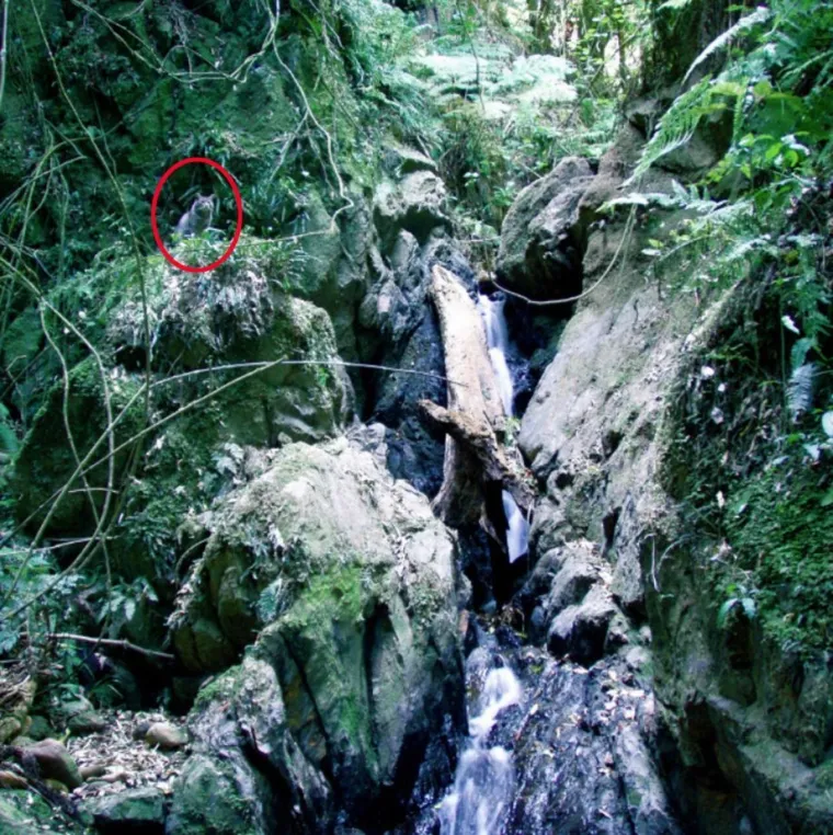 NI ONI NAJO&Scaron;TRIJEG OKA NE MOGU OVDJE PRONAĆI MAČKE: Ekipa dijeli fotografije nevjerojatnih mjesta gdje su se sakrile