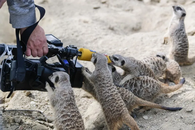 Uskrs u zoolo&scaron;kom vrtu: Lavovi, giboni i mravojedi navalili na pisanice, merkatima je bila zanimljivija RTL-ova kamera
