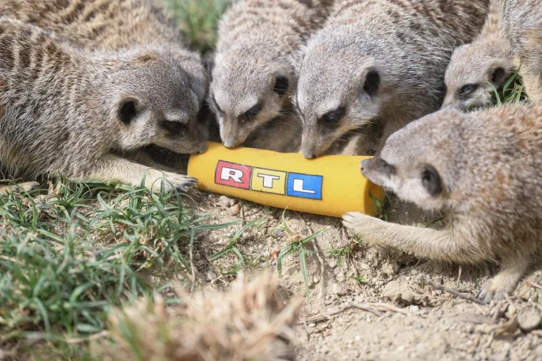 Uskrs u zoolo&scaron;kom vrtu: Lavovi, giboni i mravojedi navalili na pisanice, merkatima je bila zanimljivija RTL-ova kamera
