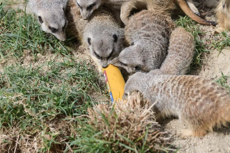 Uskrs u zoolo&scaron;kom vrtu: Lavovi, giboni i mravojedi navalili na pisanice, merkatima je bila zanimljivija RTL-ova kamera