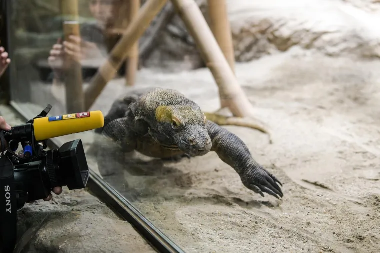 Uskrs u zoolo&scaron;kom vrtu: Lavovi, giboni i mravojedi navalili na pisanice, merkatima je bila zanimljivija RTL-ova kamera