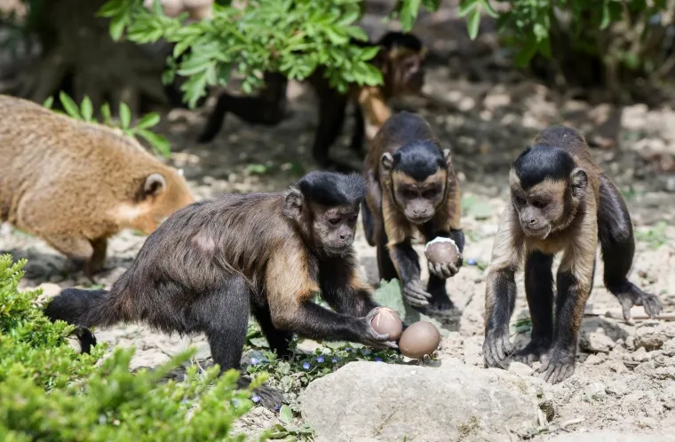 Uskrs u zoolo&scaron;kom vrtu: Lavovi, giboni i mravojedi navalili na pisanice, merkatima je bila zanimljivija RTL-ova kamera