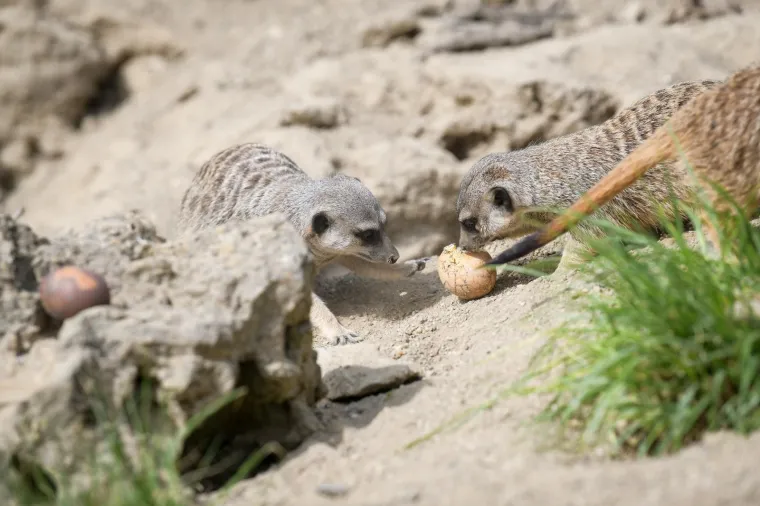 Uskrs u zoolo&scaron;kom vrtu: Lavovi, giboni i mravojedi navalili na pisanice, merkatima je bila zanimljivija RTL-ova kamera